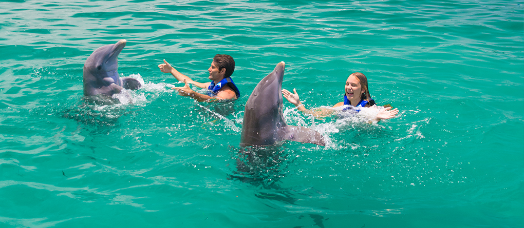 Dolphin Explorer Excursion